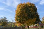 Herbstlicher Baum in Glienicke